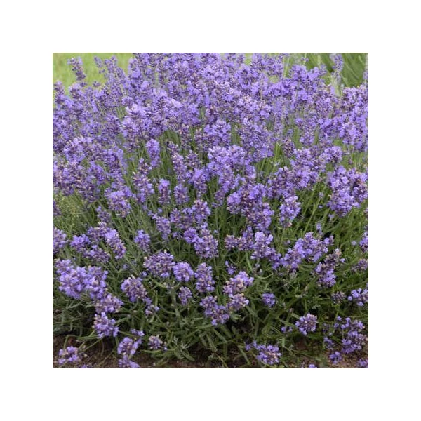 Lavandula Angustifolia Essence Purple lila Cs14