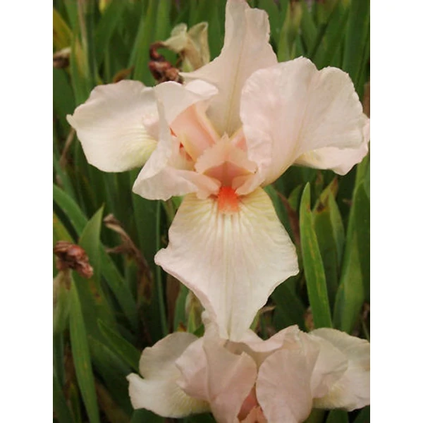 Iris Pink Empress - Írisz Cs14
