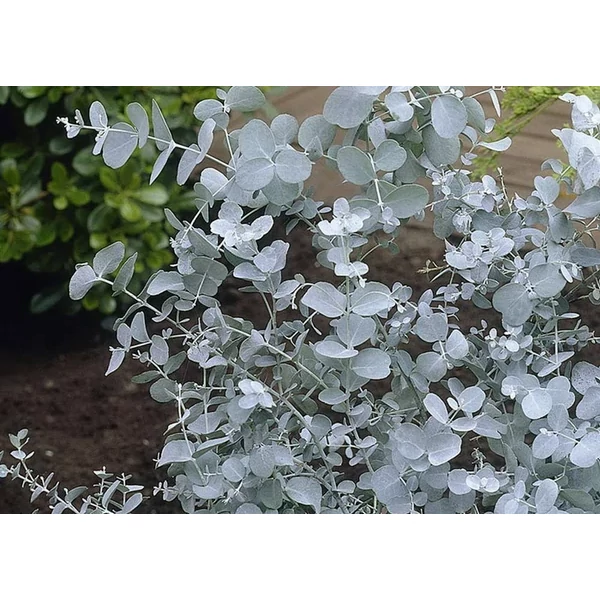 Eucalyptus gunnii - Havasi eukaliptusz 1/4 standard CLT 5