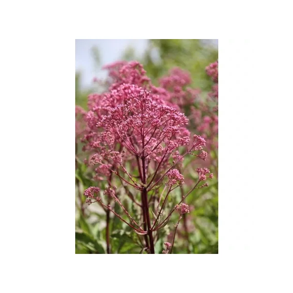 Eupatorium maculatum Atropureum – Sédkender 2L