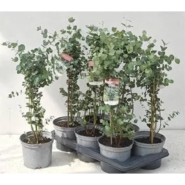 EUCALYPTUS - Eukaliptusz bokor CS17