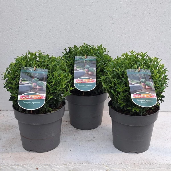 Euonymus ‘Microphyllus’ Ball - Örökzöld kecskerágó gömb P23