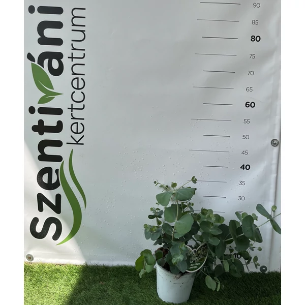 Eucalyptus gunnii - Eukaliptusz 40/60