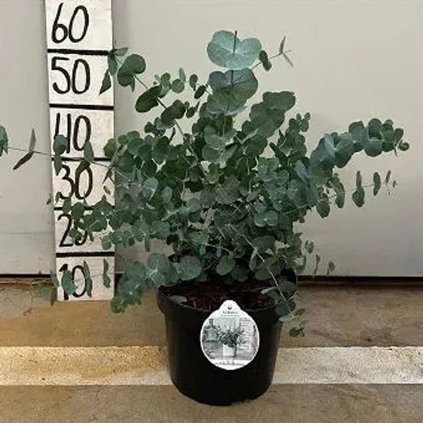 EUCALYPTUS - Eukaliptusz bokor 23L 50cm