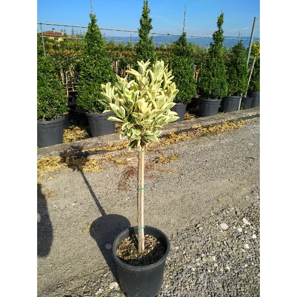 Euonymus japonicus 'Bravo' - Japán kecskerágó fehértarka 1/4 törzses C9