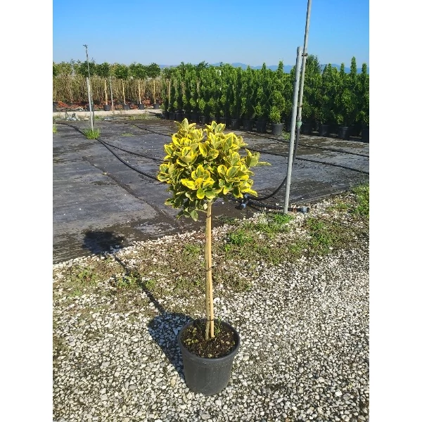 Euonymus japonicus 'Aurea' - Japán kecskerágó 1/4 standard C7