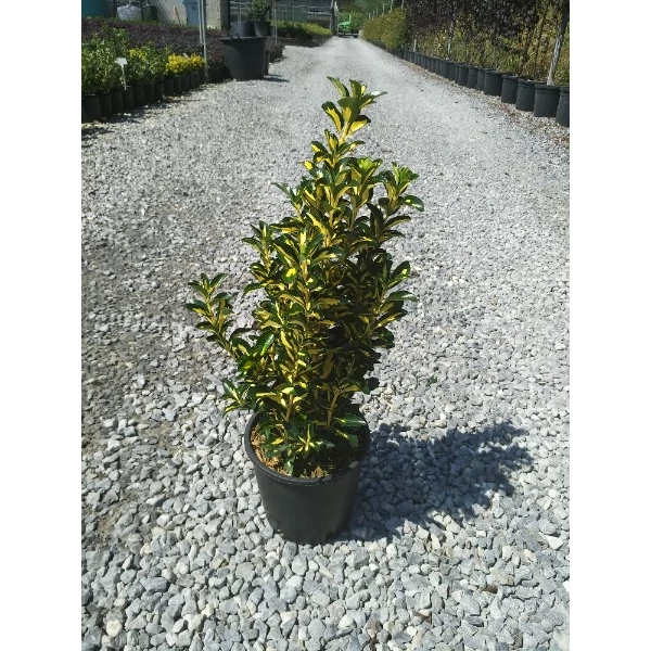 Euonymus japonicus 'Aureopictus'- Sárgatrka levelű japán kecskerágó CLT3