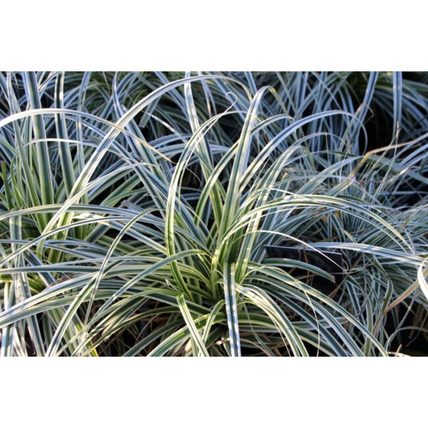 Carex osh. Everest - Ósimai sás CS14