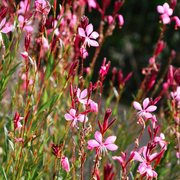 Gaura lindheimeri Everlast Light Pink - Díszgyertya CS14