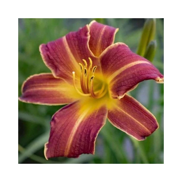 Hemerocallis EveryDaylily Red Ribs - Sásliliom D14