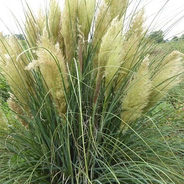 Cortaderia selloana 'Evita' - Ezüstös pampafű 10l
