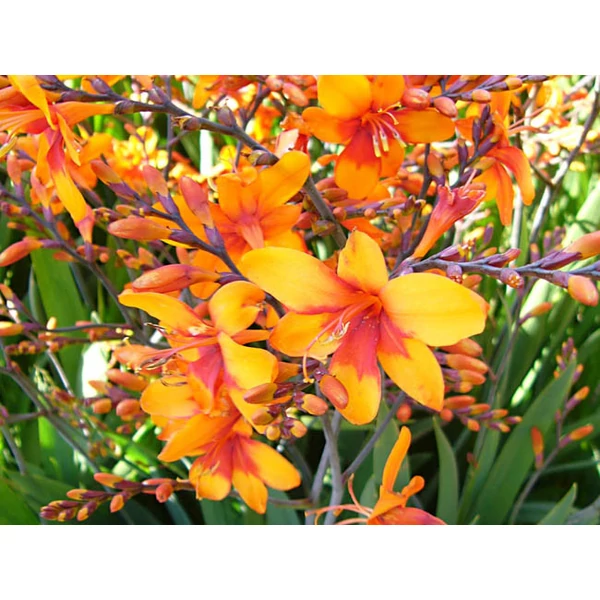 Crocosmia Walberton's Bright Eyes - Kerti sáfrányfű