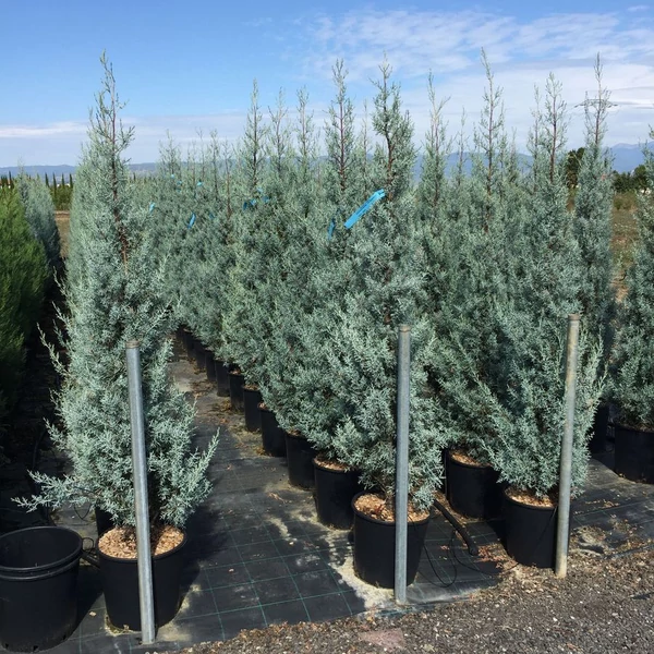 Cupressus arizonica 'Fastigiata' – Arizóniai ciprus 1/2 standard C18 STH18