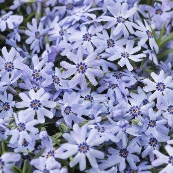 Phlox subulata Fabulous Blue Árlevelű lángvirág CS9