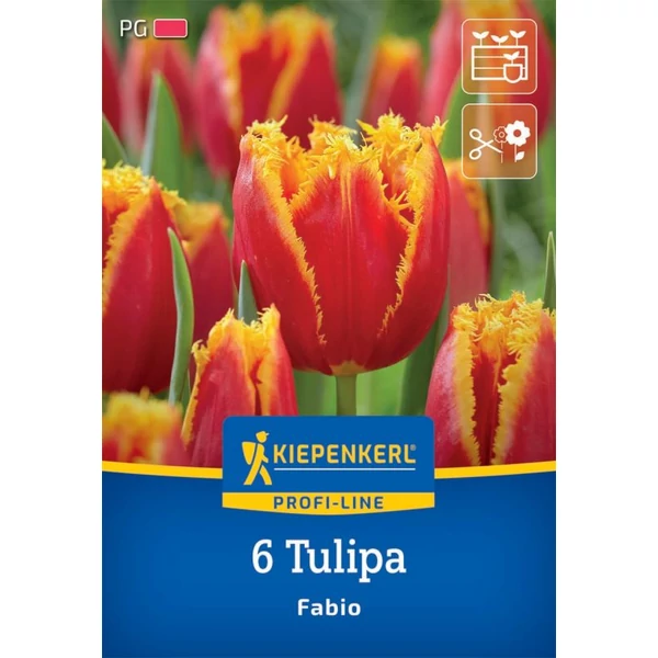 Kiepenkerl Fabio tulipán virághagymák 6db