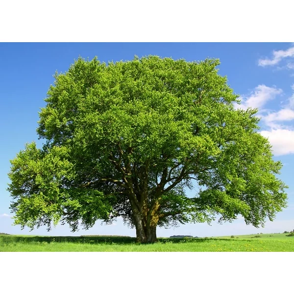 Fagus sylvatica - Európai bükk/Közönséges bükk DL 300/350