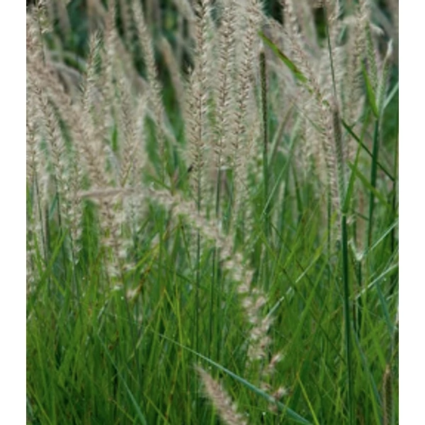 Pennisetum orientale Fairy Tales - Keleti tollborzfű CS14