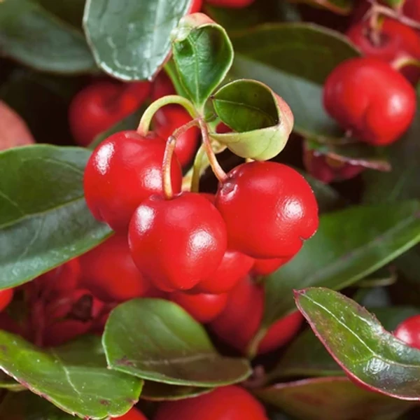 Gaultheria pr 'Big Berry' – Kúszó fajdbogyó 20 cm