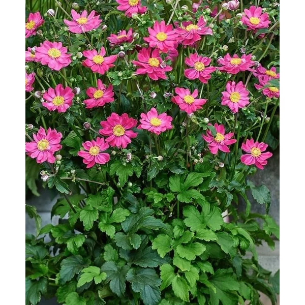 Anemone hupehensis FANTASY BELLE  - Szellőrózsa K2