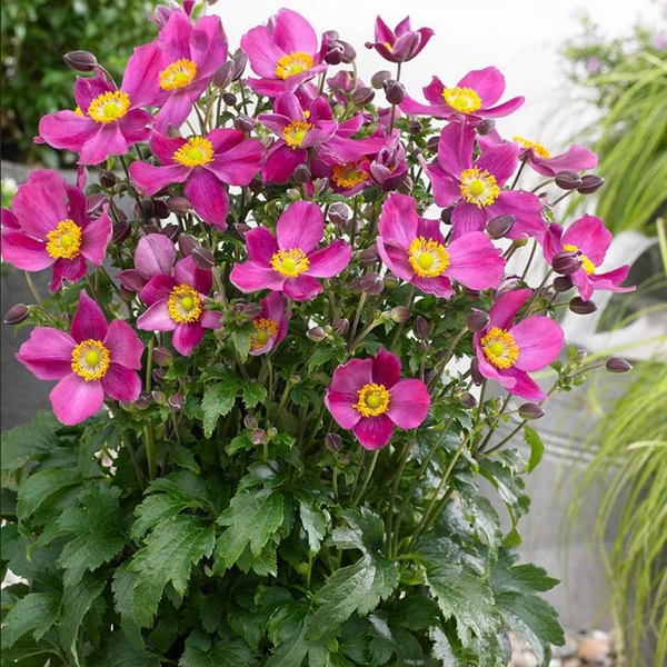 Anemone hupehensis Fantasy Red Riding Hoodl- Őszi szellőrózsa, kínai szellőrózsa EXTRA