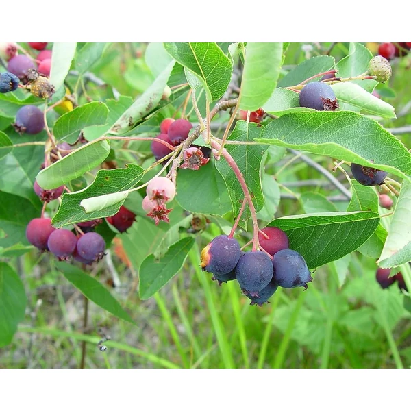 Amalanchier spicata - Fürtös fanyarka - mézalmácska 40/60