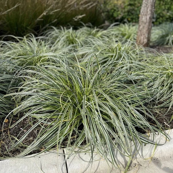 Carex oshimensis ‘Feather Falls’ – madárlábú sás CS14