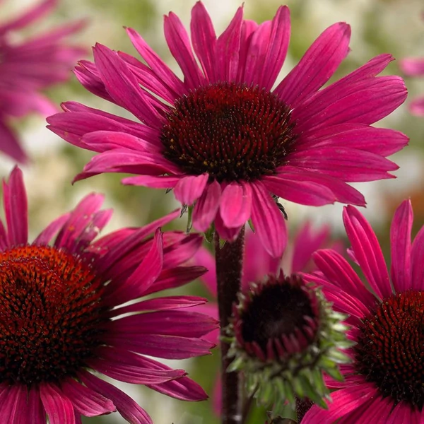 Echinacea - Kasvirág Purpurea Fatal Attraction CS14