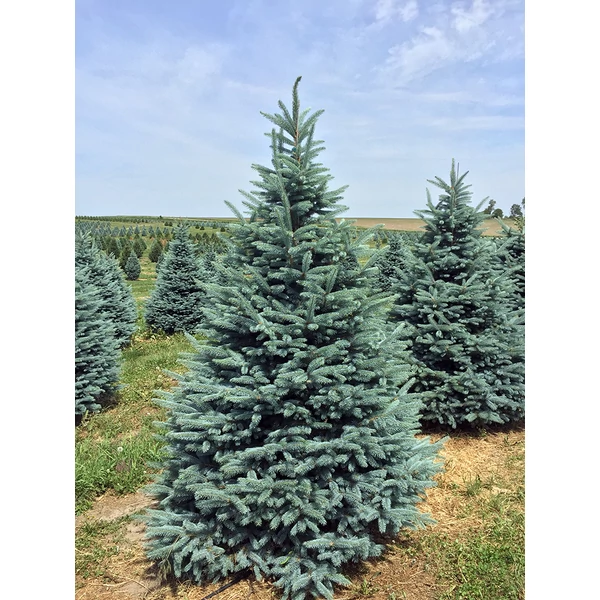 Picea pungens 'Fat Albert' - Ezüstfenyő C80 175/200