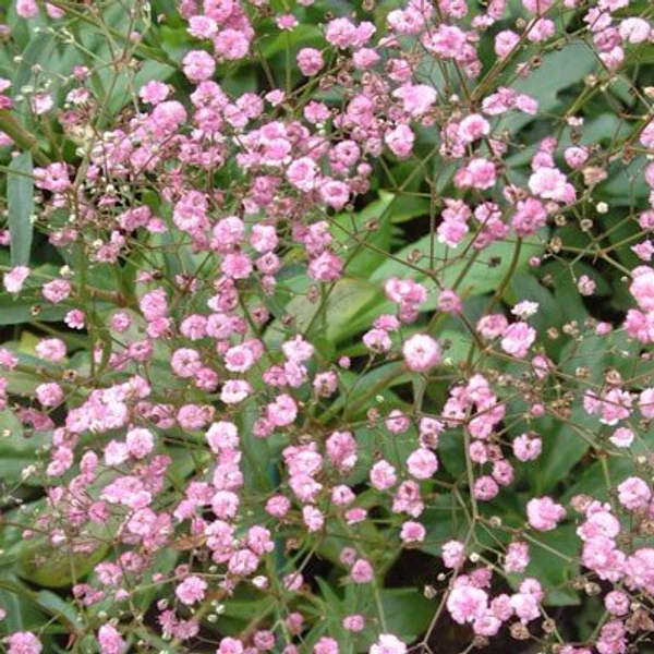 Gypsophila paniculata Flamingo - Rózsaszín fátyolvirág  CS14