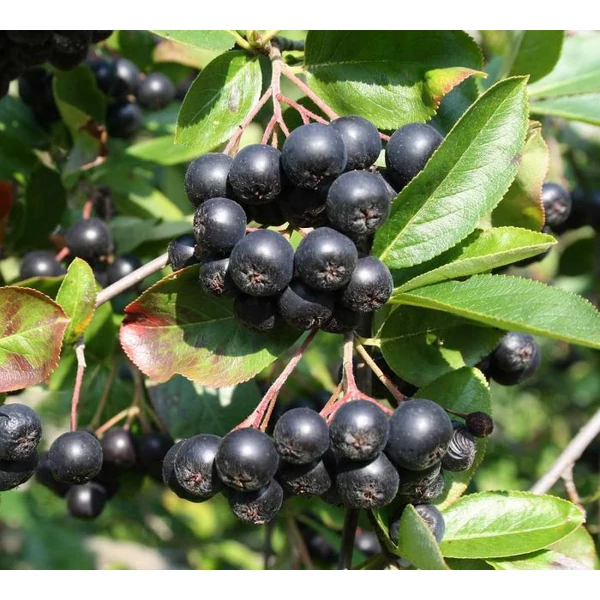 Aronia melanocarpa 'Hugin' - Korai törpeberkenye