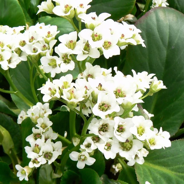 Bergenia 'Bressingham White' - Hófehér bőrlevél CS14