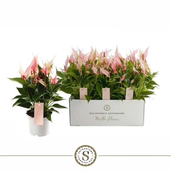 Anthurium - Flamingóvirág CS12