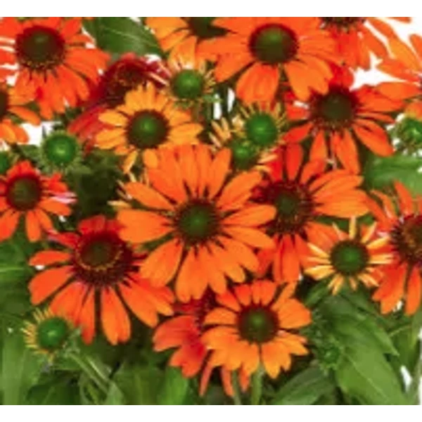 Echinacea purpurea Fearless - Kasvirág Cs15