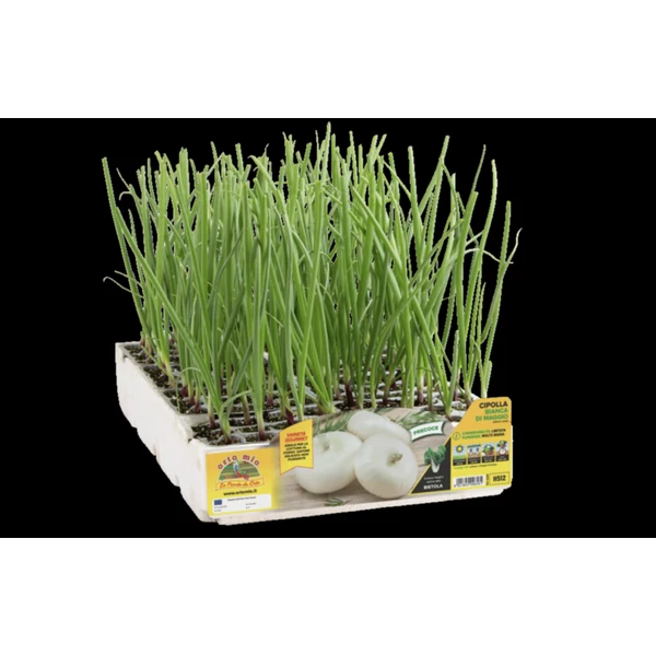 Palánta fehér májusi hagyma 