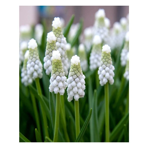 Muscari armeniacum Siberian Tiger Fürtös gyöngyike Cs10,5