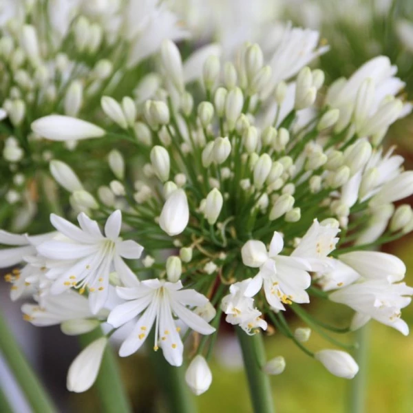 Agapanthus Duivenbrugge White - Szerelemvirág CS14