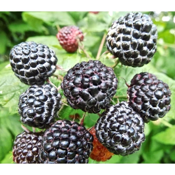 Rubus occidentalis 'Black Jewel' -  Fekete málna K2 30/50