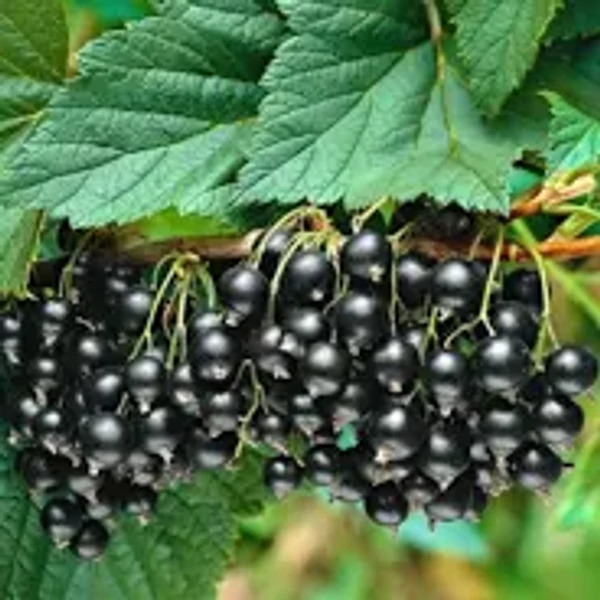 Ribes nigrum 'Fertődi 11' (Aranka) - Fekete ribizke vessző 