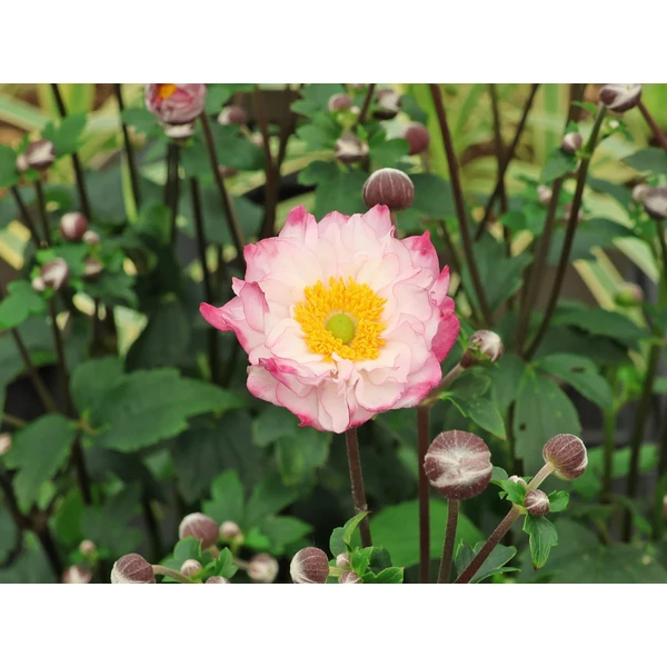 Anemone x  hybrida Royal Candy - Szellőrózsa CS14