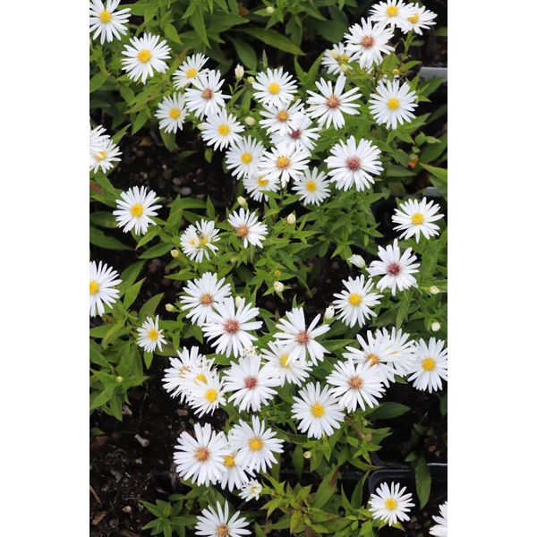 Aster dumosus Niobe - Törpe őszirózsa CS14