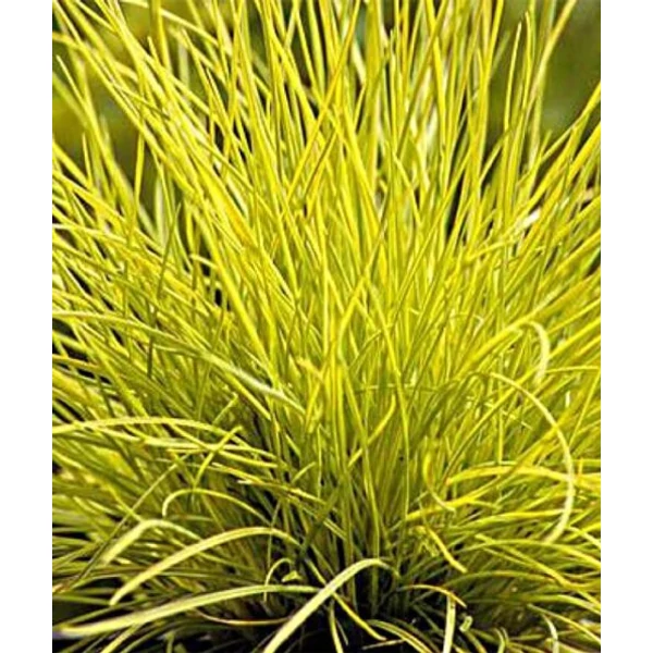 Festuca Golden Toupee - Sárgás Csenkesz CS10,5