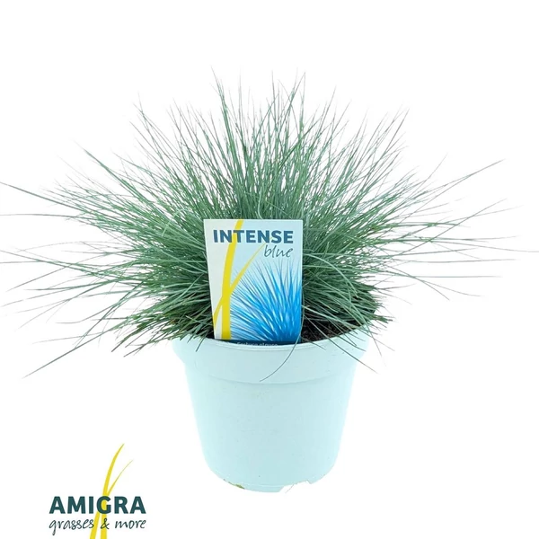 Festuca glauca Intense Blue - Kék deres csenkesz EXTRA P20
