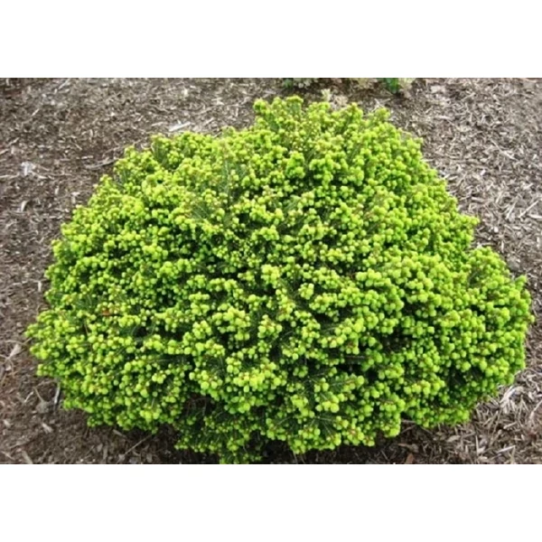 Picea abies Little Gem - Törpe fészekfenyő K2 15/20