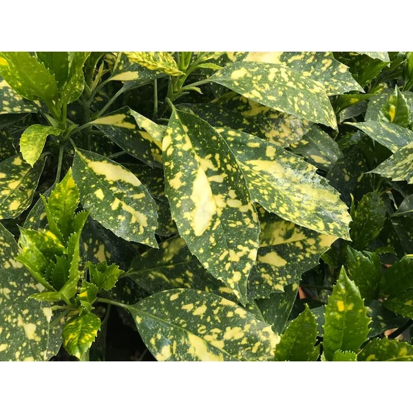 Aucuba japonica Variegata- Japán babérsom CS19 20/30