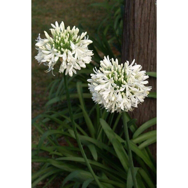 Agapanthus Duivenbrugge Szerelemvirág