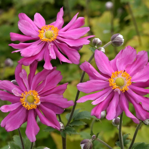 Anemone hupehensis Emmy Deep Rose - Őszi szellőrózsa, kínai szellőrózsa Cs14