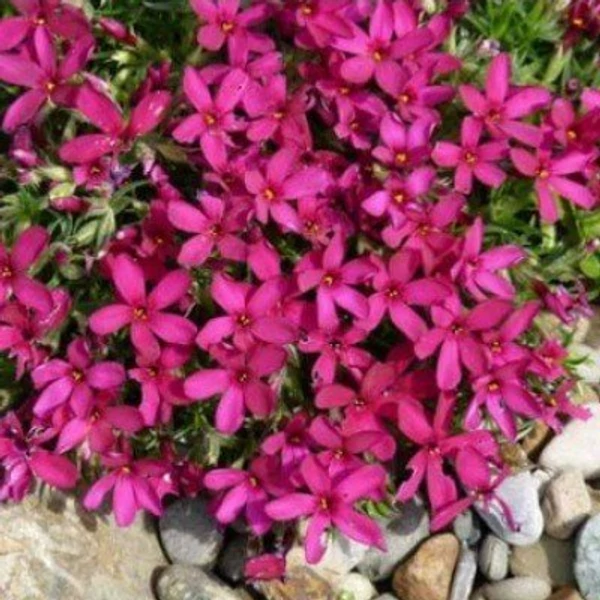 Phlox  -Lángvirág douglasii Oshsenblut Cs17