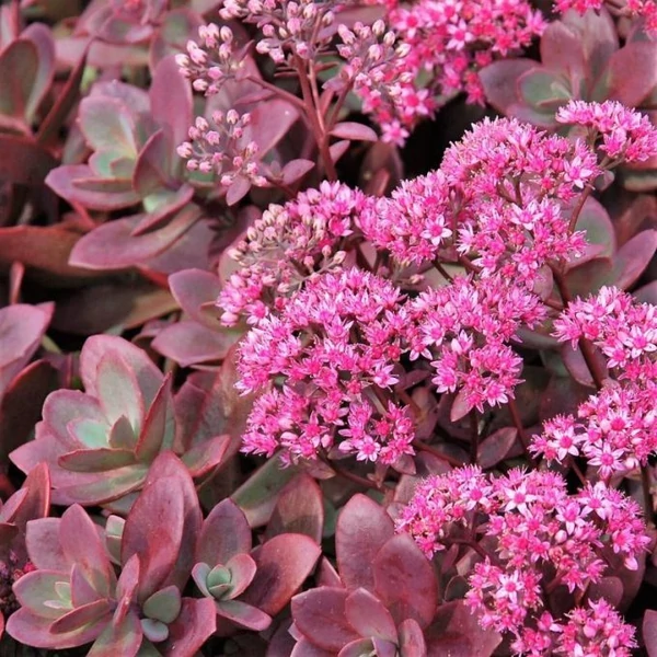 Sedum SunSparkler Firecracker Varjúháj D14