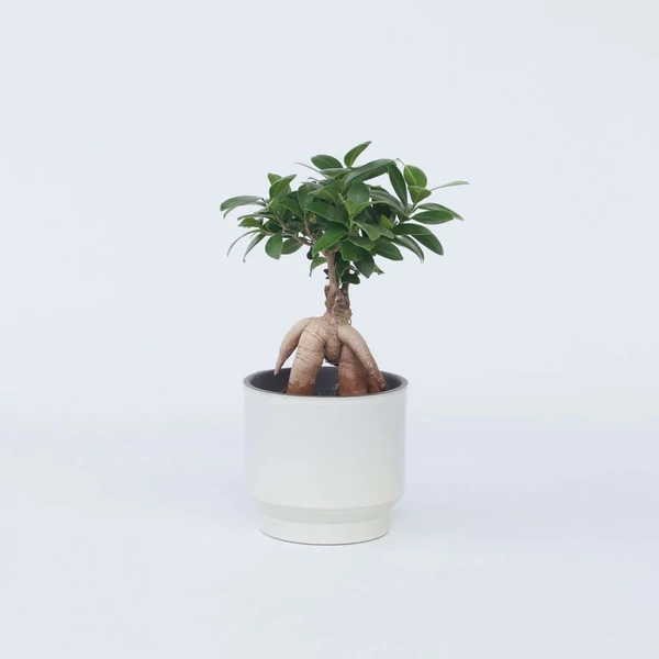 Ficus ginseng bonsai 25cm  kaspó CS13