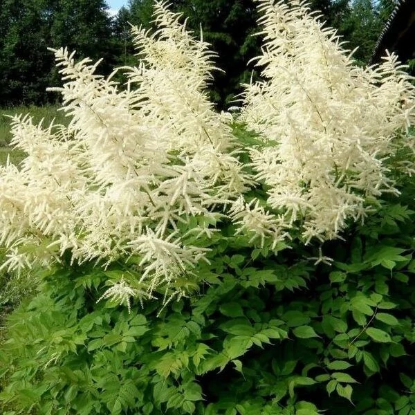 Aruncus dioicus – erdei tündérfürt Cs19
